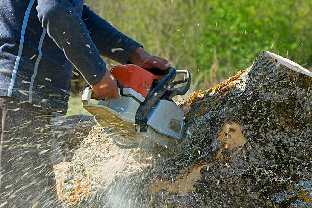 How Our Tree Care Process Works  in  Long Lake, IL